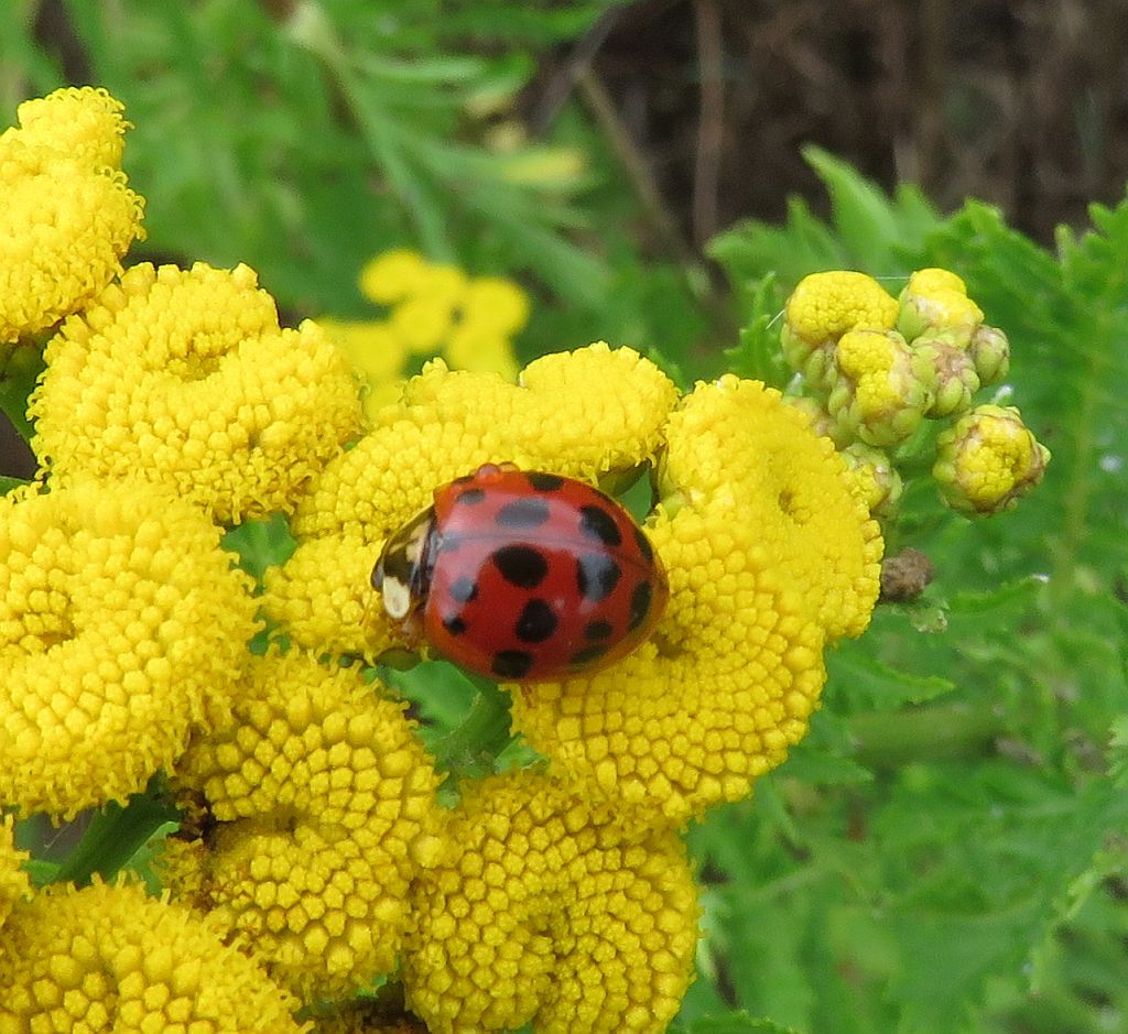   Harlequin Ladybird-succinea  